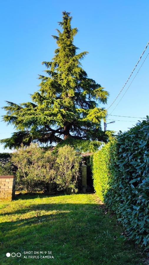 Il Cedro Bed and Breakfast San Pier d'Isonzo Buitenkant foto